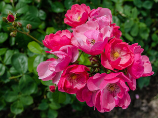 Rose bush. Rose bushes are blooming in the park. Pink flowers. 