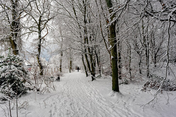 snow covered trees