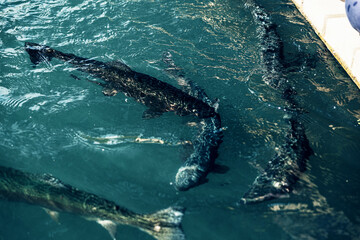 Naklejka premium Rainbow Karelian trout in the water top view.