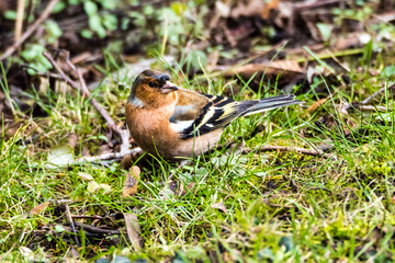 Small cute chaffinch standing on the ground among green grass
