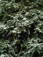 Winter sketch: green spruce branches covered with white snow
