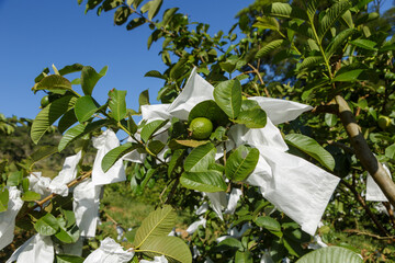 Plantio orgânico de goiaba, com frutas ensacadas para proteção contra aves predadoras, em pequena propriedade rural de  Guarani, estado de Minas Gerais, Brasil
