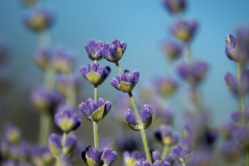Sunset over a violet lavender field in Provence. A bouquet of fragrant flowers on lavender fields. Lavender Flower. Aromatherapy. Nature Cosmetics. Lavender bushes closeup with bokeh effect.