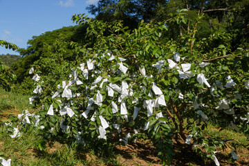 Goiabeira com frutas ensacadas para proteção contra aves predadoras em plantio orgânico de propriedade rural de Guarani, estado de Minas Gerais, Brasil.