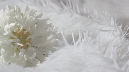 white chrysanthemum lies on a fluffy white bedspread. cozy homely female happiness