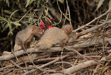 A pair of mongoose at Adhari, Bahrain