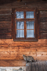 Gray cat sitting in front of a wood house under the windows