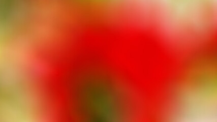 Red Rose Pink Rose is a romantic expression of the sweet love that the giver has for the recipient. This rose is made of fiber cloth. Suitable for the day of love that young people give to each other.