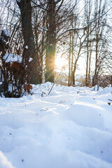 Beautiful park in winter at sunset. There is a lot of snow and bare trees.