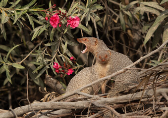 One of the mating pair mongoose yawning at Adhari, Bahrain