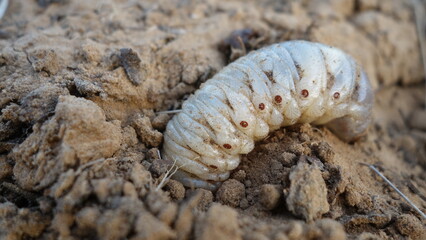 White worm larvae of coconut rhinoceros beetle on the ground and digging soil. sometimes known as June bug or June Beetle.
