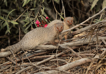 Mongoose couple at Adhari, Bahrain