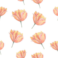 Tulip seamless pattern on a white background. Hand drawing watercolor tulip. Pink floral pattern.
