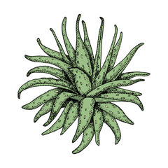 Aloe vera plant. Hand drawn vector illustration. Green aloe leaves with black contour isolated on white background. Vintage succulent, botanical drawing for cosmetics, package, decoration, banner.