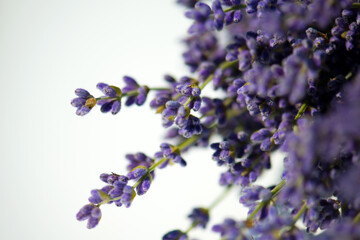 A bouquet of lavender flowers on a white background. Lavender flowers close-up. A bouquet of lavender flowers isolated on a white background. Top view, flat bed