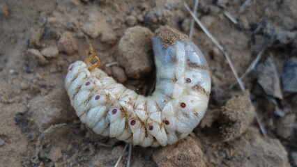 An Indian grub worm on the compost ground. White grub beetle in the field