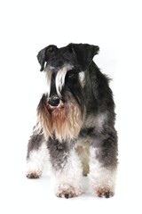 miniature schnauzer in white background