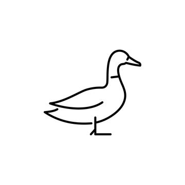 Duck vector icon. Drake  illustration. Wildfowl sign.
