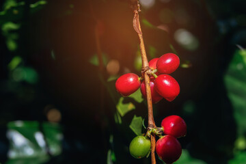 Arabica Cherry coffee on tree.