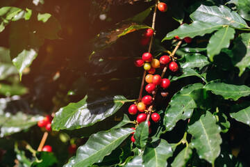Arabica Cherry coffee on tree.