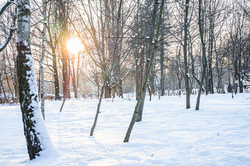 Beautiful park in winter at sunset. There is a lot of snow and bare trees.