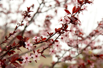 Beautiful flowering Japanese cherry - Sakura. Background with flowers