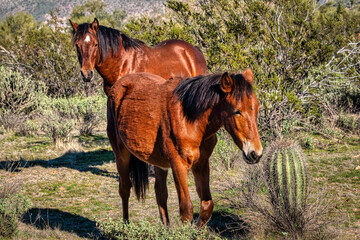 Salt River Wild Horses