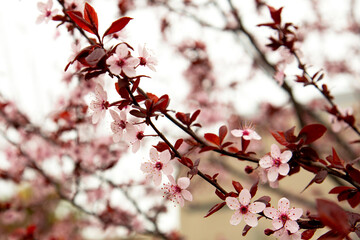 Beautiful flowering Japanese cherry - Sakura. Background with flowers
