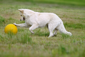 Obraz premium White Swiss Shepherd playing with ball