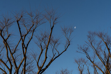 早朝の空と剪定された公園の木々