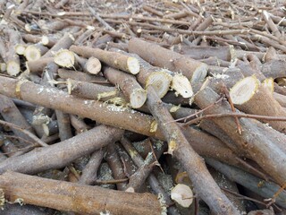 firewood in the forest