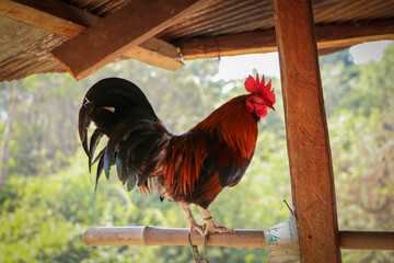rooster in the farm © Sook