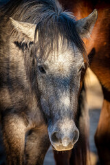 Fototapeta premium Salt River Wild Horses