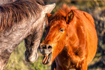 Salt River Wild Horses