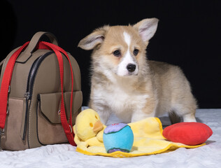 Corgi Pembroke-Welpe mit 10 Wochen zieht zu seinem neuen Besitzer
