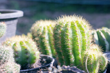 Collection of various cactus plants in pots on wood table