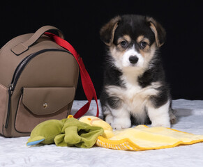 Welsh Corgi Pembroke-Welpe zieht zu seinem neuen Besitzer