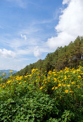 Tree marigold (Mexican sunflower) field on the top of the mountain.