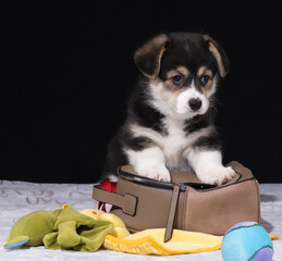 Welsh Corgi Pembroke-Welpe zieht zu seinem neuen Besitzer