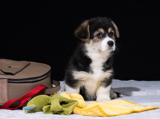 Welsh Corgi Pembroke-Welpe zieht zu seinem neuen Besitzer