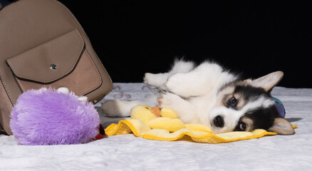 Welsh Corgi Pembroke-Welpe zieht zu seinem neuen Besitzer