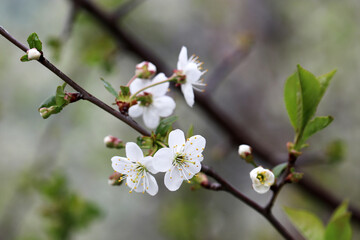 Cherry blossom in spring on blurred background. White flowers on a branch in a garden, soft colors