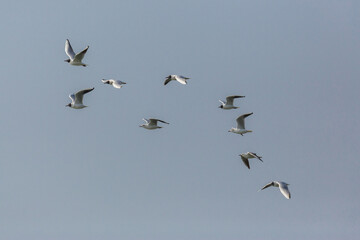 flock of black-headed gulls ( larus ridibundus) in flight