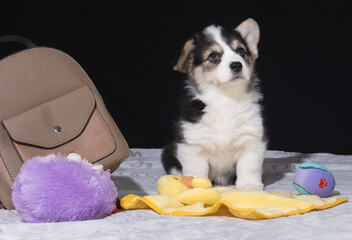 Welsh Corgi Pembroke-Welpe zieht zu seinem neuen Besitzer