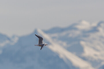 black-headed gull ( larus ridibundus) flying in front of mountains