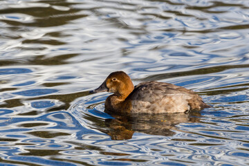 female pochard duck (aythya ferina) swimming in blue water