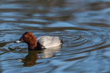 male pochard duck (aythya ferina) swimming in blue water