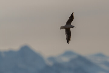 black-headed gull ( larus ridibundus) in flight in front of mountains