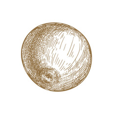 An Apple. Vector illustration. Sketch graphics. Healthy food.