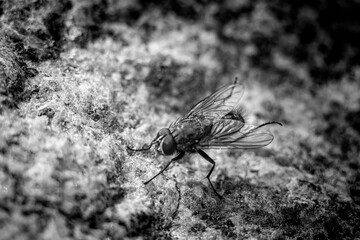 fly on a granite stone